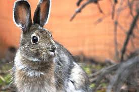 Why The Massive Canadian Boreal Forest Differs From The Boreal Forest In Northwestern Europe