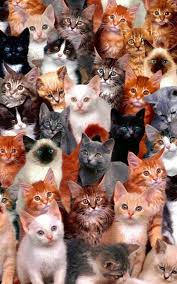 El 20 de febrero no es el único día en el que se le rinde homenaje a estos bellos e hipnóticos animales. Por Que Se Celebra Hoy El Dia Internacional Del Gato Opinion Caribe