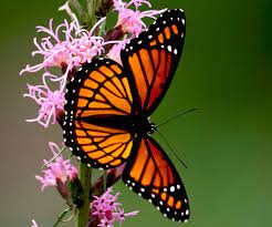 Milkweed plants are members of the asclepiadaceae family and are the host plant of monarchs. Monarch Butterfly Habitat Needs