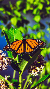 Butterfly Aesthetic Wallpapers Wallpaper Cave