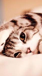 You can easily select your device wallpaper size to show only wallpapers compatible to your android smartphone or iphone. Cute Cat Mobile Wallpapers Top Free Cute Cat Mobile Backgrounds Wallpaperaccess