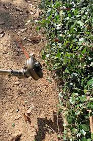 How To Prune And Control Asiatic Jasmine Vines | Gardener's Path