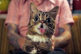 Kucing persia adalah ras kucing yang paling populer di dunia, asal mula kucing ini berasal dari persia yang pada detik ini di sebut dengan negara iran. 10 Kucing Paling Terkenal Yang Mempunyai Jutaan Pengikut Instagram Di Seluruh Dunia Aiskrim Potong