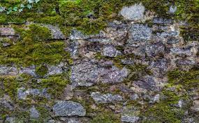 La pierre reconstituée, moins chère et plus facile à mettre en œuvre, remplace de plus en plus la pierre naturelle, dont l'extraction est difficile dans les elle est notamment utilisée pour construire des murs intérieurs. Texture D Un Vieux Mur De Pierre Cloture Recouverte De Mousse Verte Fond Naturel Banque D Images Et Photos Libres De Droits Image 76317810