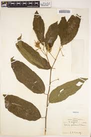 Image result for Grewia pubescens