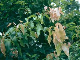 Image result for Picrodendraceae