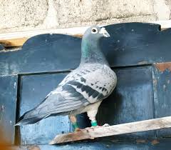 Pin By Chris Soto On Pigeons In 2020 Pigeon Racing Pigeons Homing Pigeons