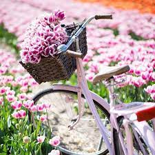 Our Pink Bike Is A Rising Star So Many Pictures Were Taken With This Bike One Of The Prettiest We Saw Was This One Taken By