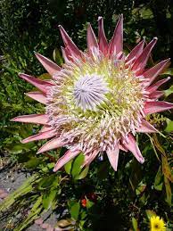 Protea Cynaroides 1 Tresco Abbey Gardens Protea Farmhouse Garden