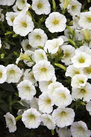 Check spelling or type a new query. 7 Fastest Growing Flower Seeds For The Perfect Summer Garden Flower Seeds Fast Growing Flowers Growing Flowers
