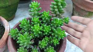 Most cacti require a relatively long hot growing season, so they will need to have at least six months of 70+ degree fahrenheit weather continually in order to thrive. How To Grow And Care Jelly Bean Succulent Plant Sedum Rubrotinctum Leaf Propagation Crassulaceae Youtube