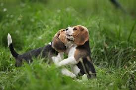 Ist er der richtige kandidat für die wg? Der Beagle Unser Rassenportrat Modern Dogs De