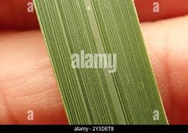 Image result for Albuca virens