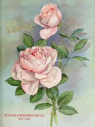 Seeds Catalogs 04052 Rose Vintage Picture Jpg Image Rosa Etsy Vintage Pictures Botanical Prints Vintage Graphics