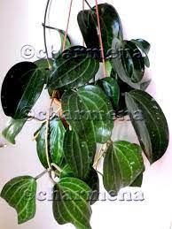 Hoya Latifolia Hoya Plants Plant Leaves House Plants