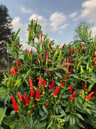 Approximately 1 inch long, conical flavor: Capsicum Minimum Mini Chilli Bonsai Chili Zimmerchili