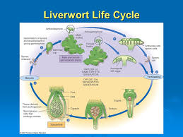 (c) alternation of generation in angiosperm. Liverwort Life Cycle