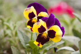 What To Do With Pansies In The Summer 6 Useful Tips