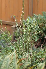 Image result for Vaccinium stanleyi