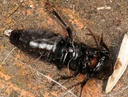 Hi jon, the osu insect id clinic did indeed identify your insect as a devil's coach horse beetle. Large Rove Beetle Maybe Ocypus Olens Devil S Coach Horse Ocypus Olens Bugguide Net