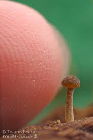 Image result for Simocybe centunculus