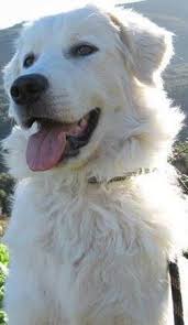 Adopter Grand Chien Junior Maison Spa Ajaccio Corse Chien Croise Secondechance Org Chien Croise Chien Chien Patou