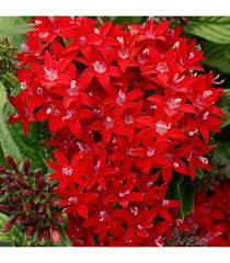 Image result for Pentas schumanniana
