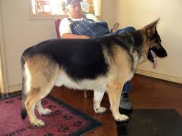 Many of our dogs are either direct imports or are the progeny of imported german shepherds. Texas Giant German Shepherd Red And Black Giant German Shepherd German Shepherd Training Black German Shepherd Dog