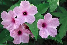 Macro Photography Of Wild Flowers Bushes Grown Up Along The Road Side Of Madurai Tamil Nadu Align Multimedia Petunia Flower Wild Flowers Flowers