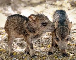 I Am Not A Pig Javelinas Also Known As Collared Peccaries Are A Common Sight In Arizona S Desert Regions You Might Spot One Animals Collared Peccary Pig