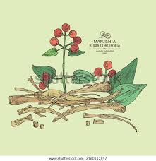 Image result for Rubia cordifolia