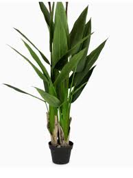 Image result for Prismatocarpus cordifolius