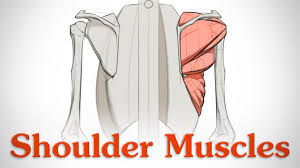 Human muscles enable movement it is important to understand what they do in order to diagnose sports injuries and prescribe rehabilitation exercises. How To Draw Shoulder Muscles Anatomy And Motion Youtube
