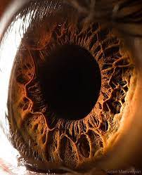Amazingly Revealing Macro Photos Of The Human Eye Eye Close Up Eye Photography Close Up Photography