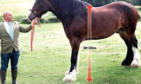 According to guinness world records, big jake broke the record for the world's tallest living horse when he was measured in 2010, and he still held that record as of 2018. How Underweight And Neglected Stallion Sovereign From Staffordshire Became Britain S Tallest Horse Daily Mail Online