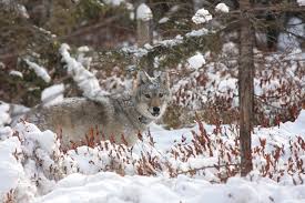 Maybe you would like to learn more about one of these? Wolves In Wisconsin Wisconsin Dnr