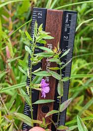 Image result for Lythrum rotundifolium