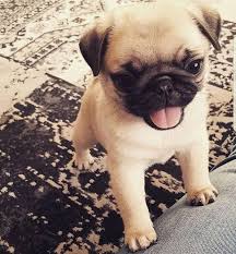 Receive Fantastic Recommendations On Pug Puppies They Are Actually Accessible For You On Our Internet Site Cute Baby Pugs Pug Puppies Cute Pug Puppies