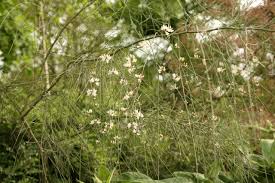 Image result for Retama monosperma