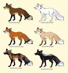 Colour Variations Of The Red Fox Vulpes Vulpes Fox Breeds Animals Cute Baby Animals