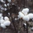 Cotton