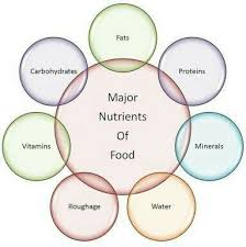 Make A Flow Chart On Components Of Food With Examples