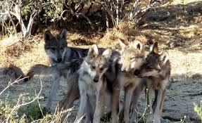 Mexican gray wolf (canis lupus baileyi). California Wolf Center