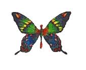 Visit the post for more. 49 Gif Animasi Kupu Kupu Hinggap Animasi Kupu Kupu Hewan