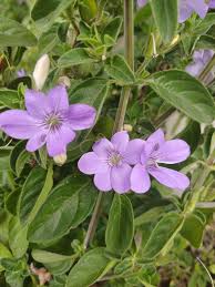 Image result for Barleria obtusa