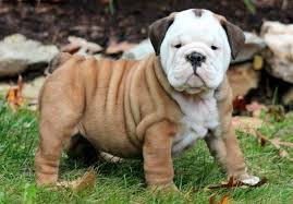 Get the latest information on english bullies whether you are already own or plan on getting one. English Bulldog Puppies For Sale Puppy Adoption Keystone Puppies