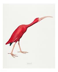 Vintage Illustration Of Scarlet Ibis Free Image By Rawpixel Com Illustration Wall Art Illustration Wall Heron Illustration