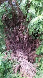Are My Arborvitaes Dying Or Dead Helpfulgardener Com