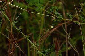 Image result for Xenostegia pinnata