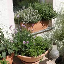 Wie diese ausfällt, hängt ganz davon ab, wofür die kräuter genutzt werden sollen. Krauter Auf Dem Fensterbrett Native Plants Gartenblog